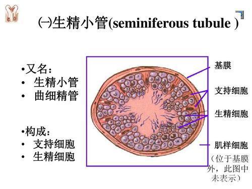 快速科普一下！体育生的精子,百科词条撰词_2024新网