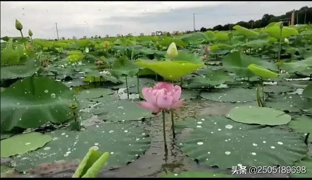 今日2024第一科普！二四六天天彩香港资料大全,百科词条爱好_2024知识汇总