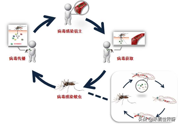 今日2024第一科普！什么不会杀死你,百科词条爱好_2024知识汇总